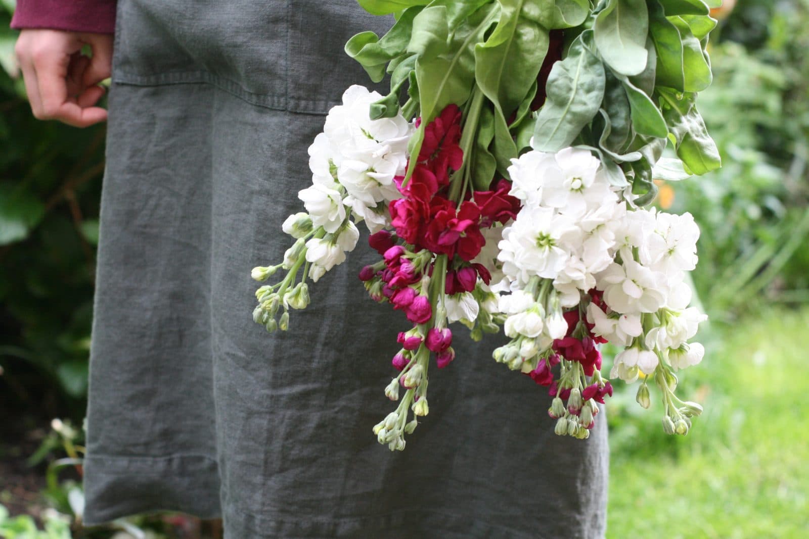 A just-picked bunch of garden flowers held against a linen apron